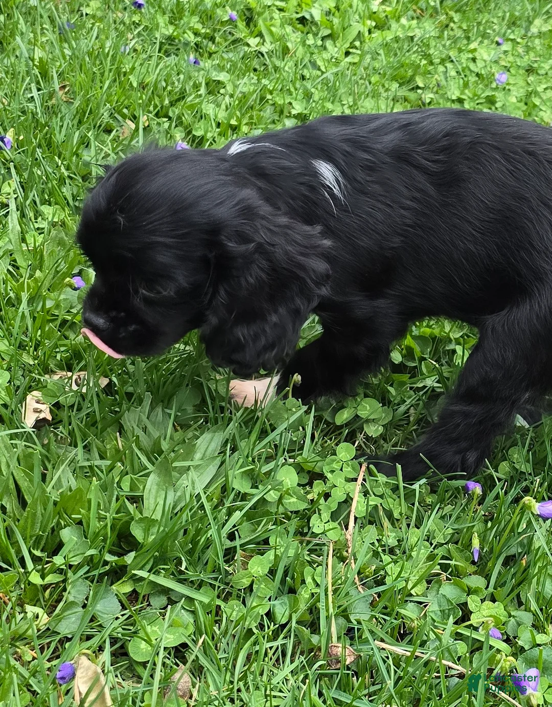 Cavalier King Charles Spaniel dogs for sale: Pending  - Ad 2