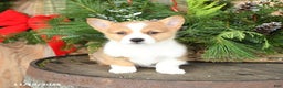 Welsh Corgi Pembroke dogs for sale: Abel - Ad 2