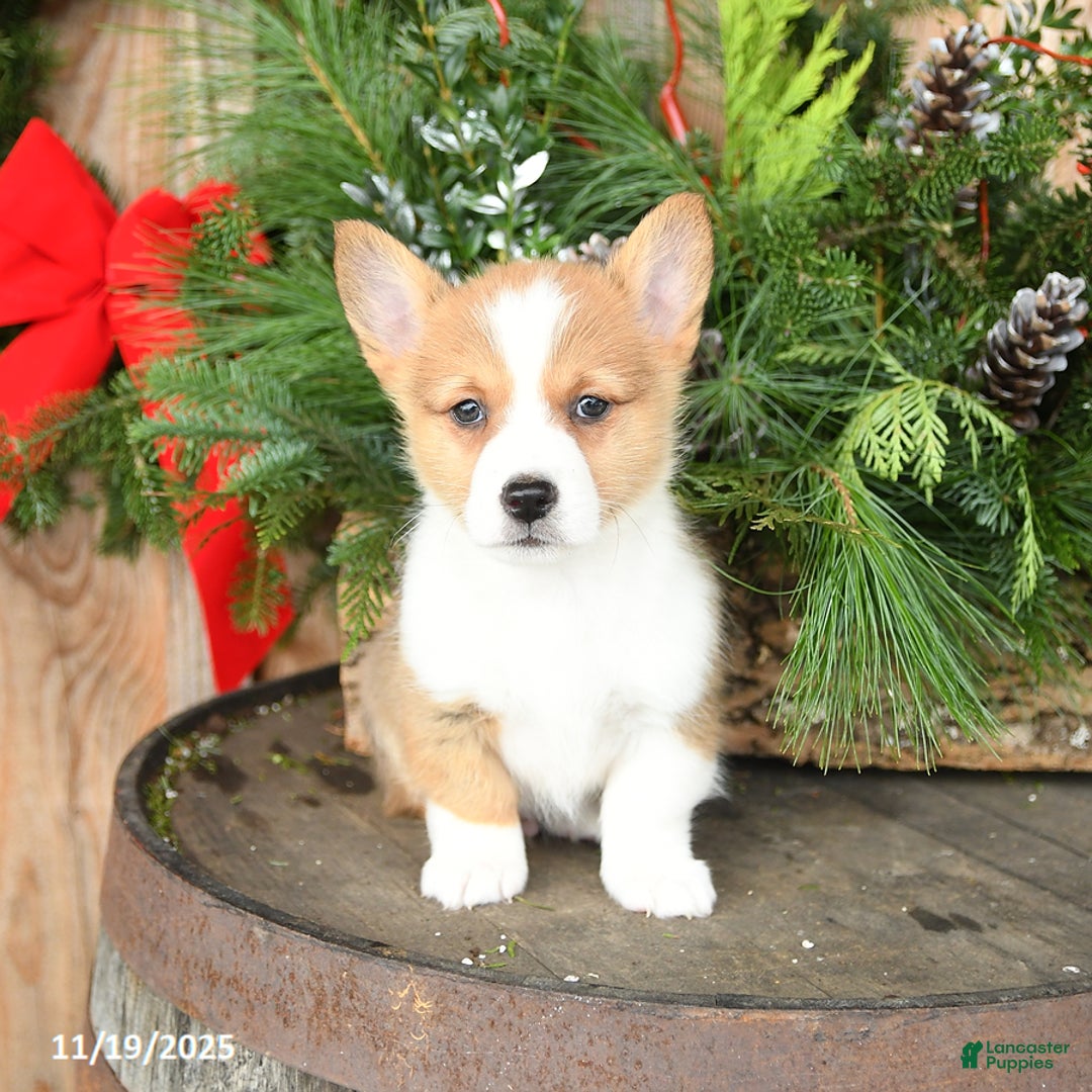Welsh Corgi Pembroke dogs for sale: Abel - Ad 2