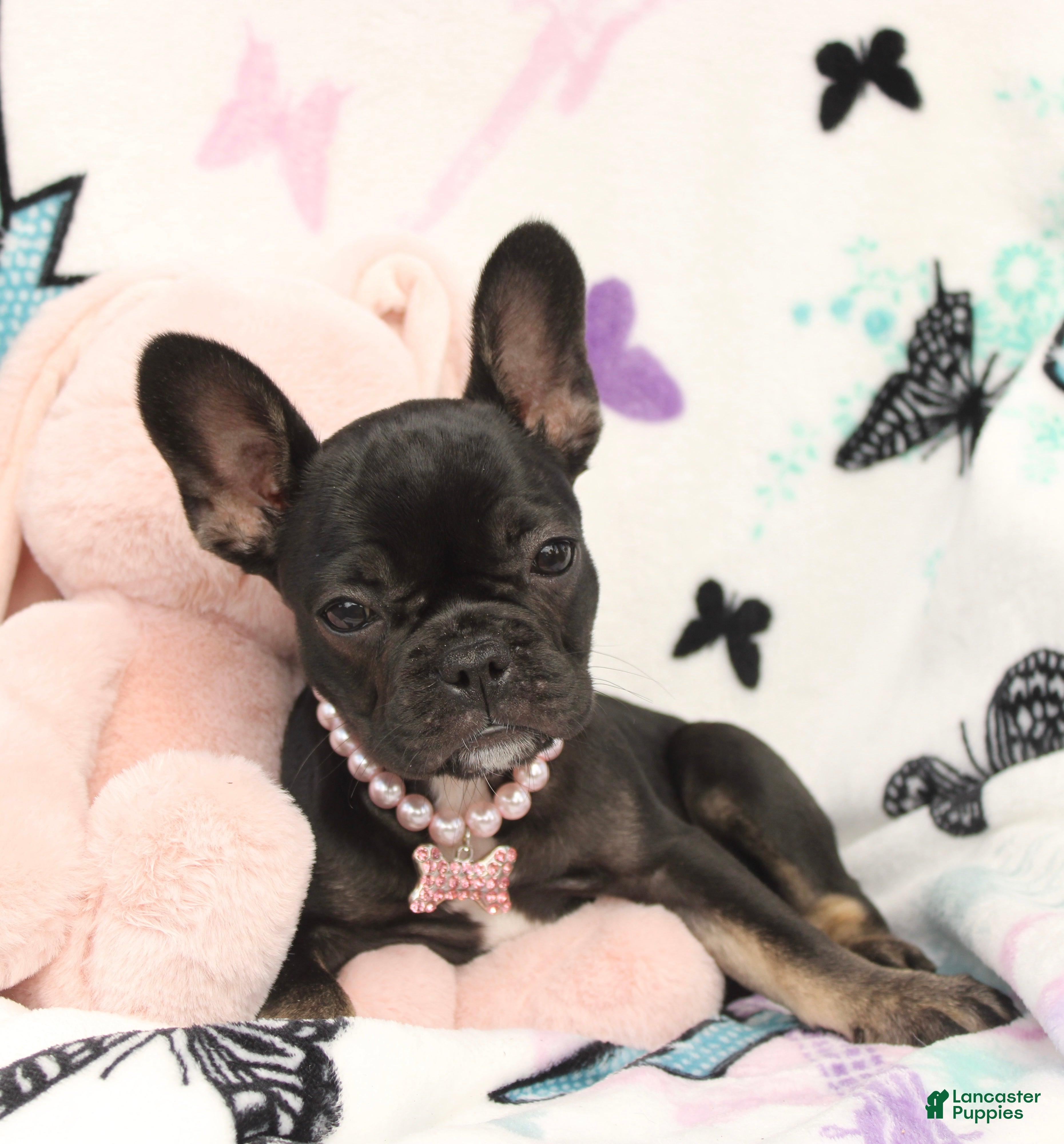 French Bulldog dogs Lilly - Ad 1