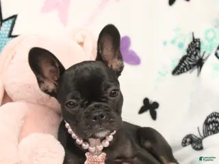 French Bulldog dogs for sale: Lilly - Ad 4