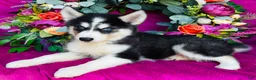 Siberian Husky dogs for sale: Kodiak - Ad 3