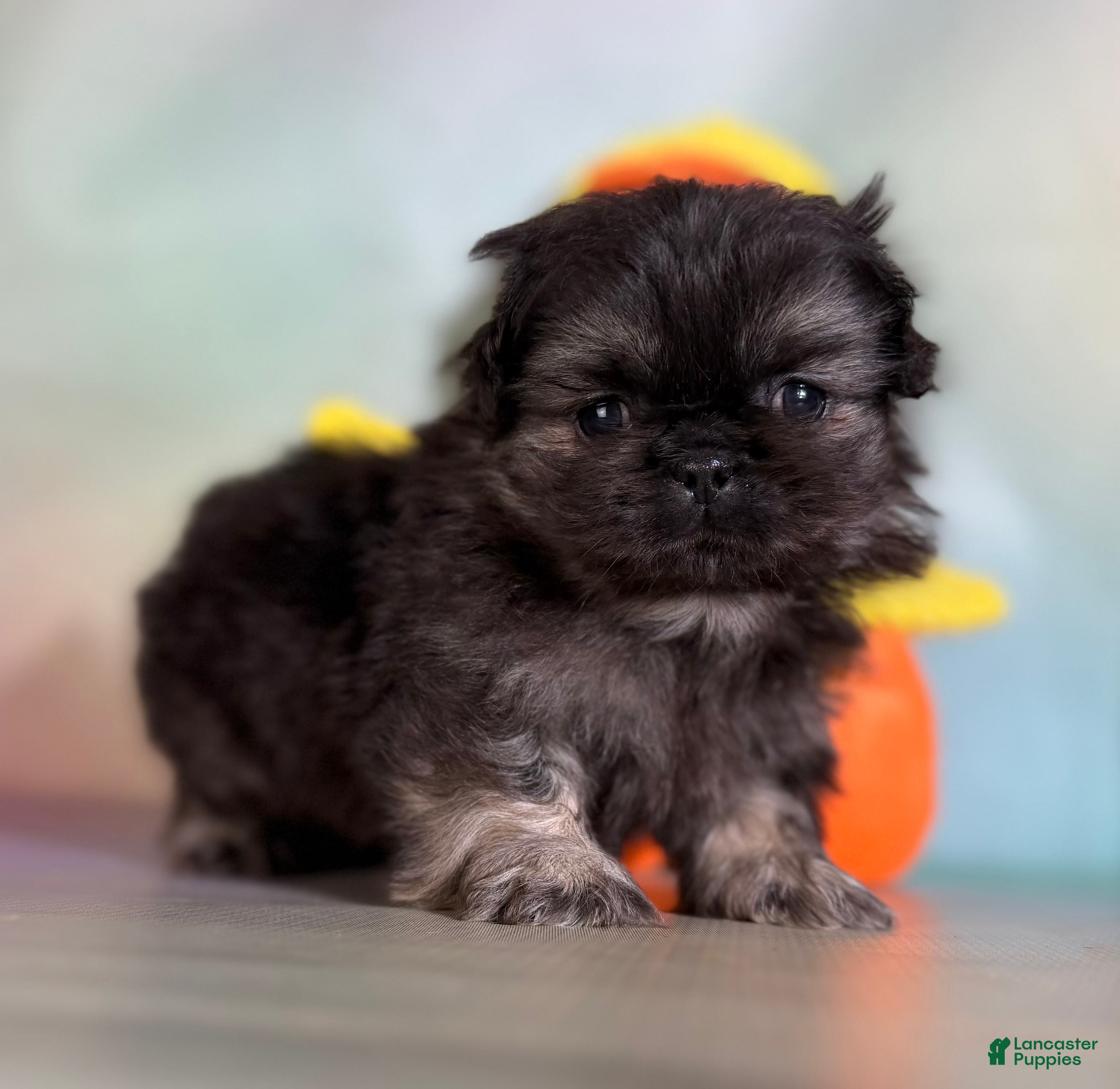 Pekingese dogs Munchkin  - Ad 1
