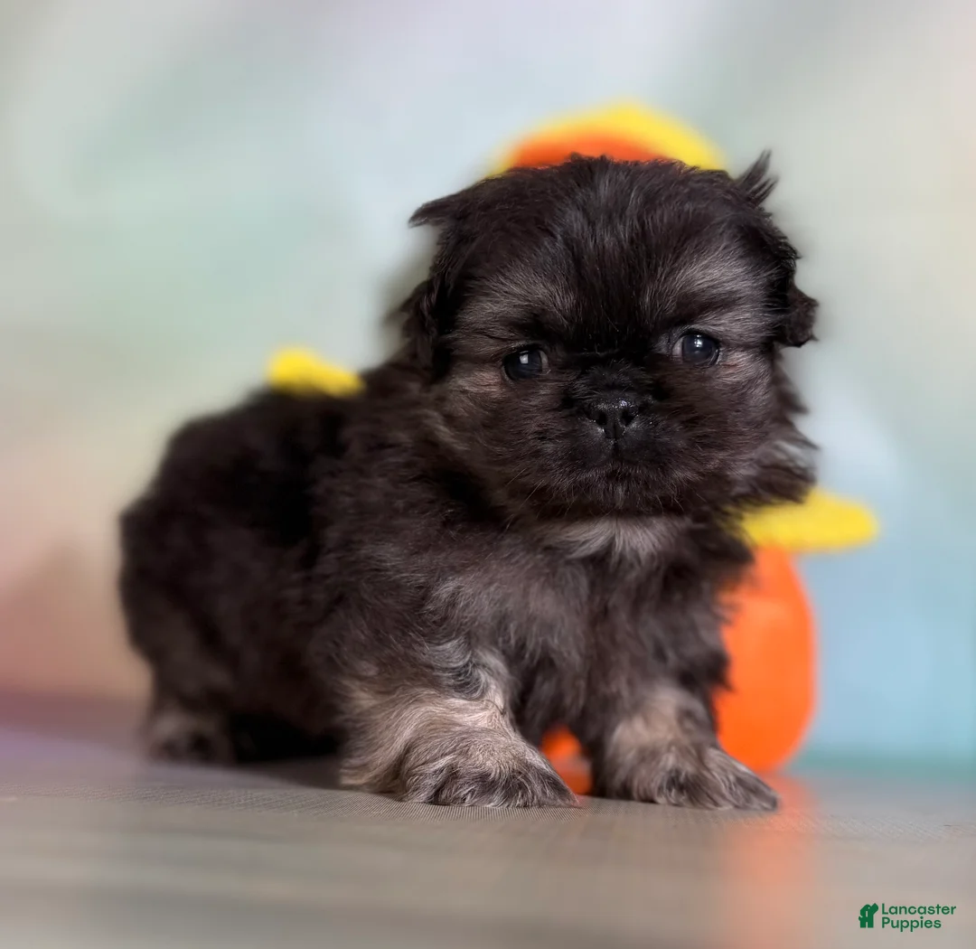 Pekingese dogs for sale: Munchkin  - Ad 1