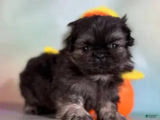 Pekingese dogs for sale: Munchkin - Ad 3