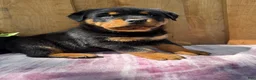 Rottweiler dogs for sale: Bear - Ad 10