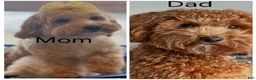 Mini Goldendoodle dogs for sale: Mini Goldendoodle Puppy 4 - Ad 3