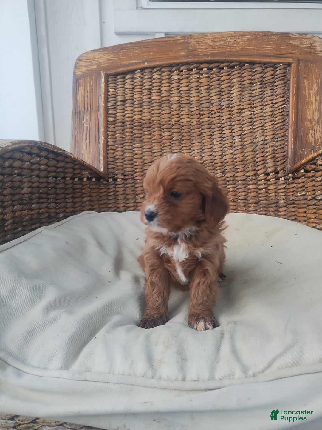 Cavapoo dogs for sale: Emily  - Ad 2