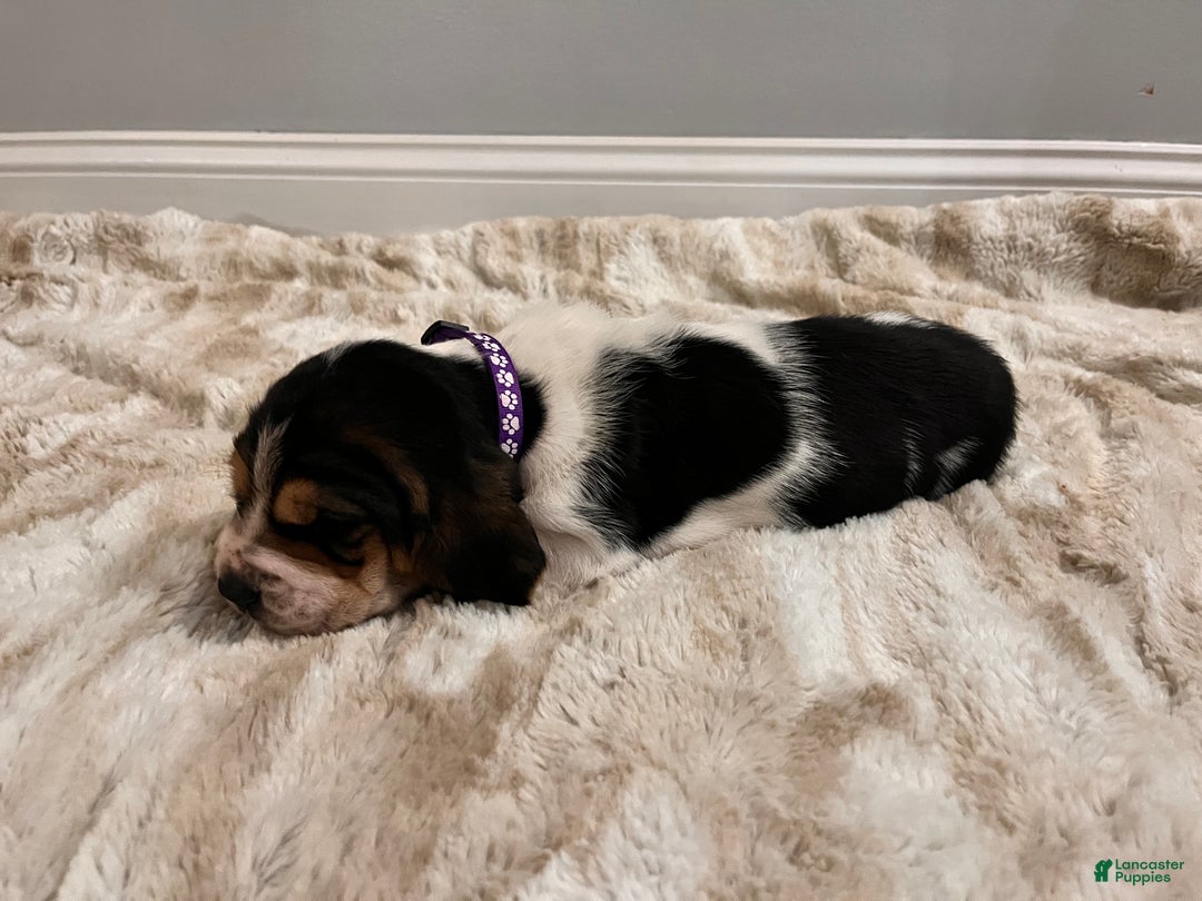 Basset Hound dogs for sale: Lolli - Ad 1
