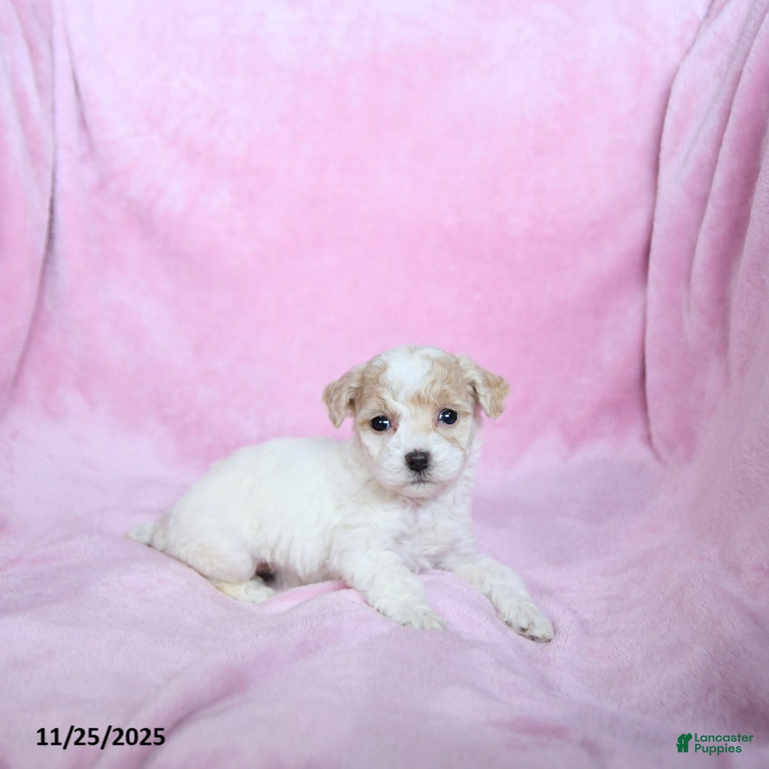 Toy Poodle dogs for sale: Kylan - Ad 2