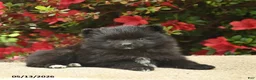 Pomeranian dogs for sale: Bowe  - Ad 3