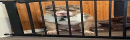 American Bully dogs for sale: Joker - Ad 10