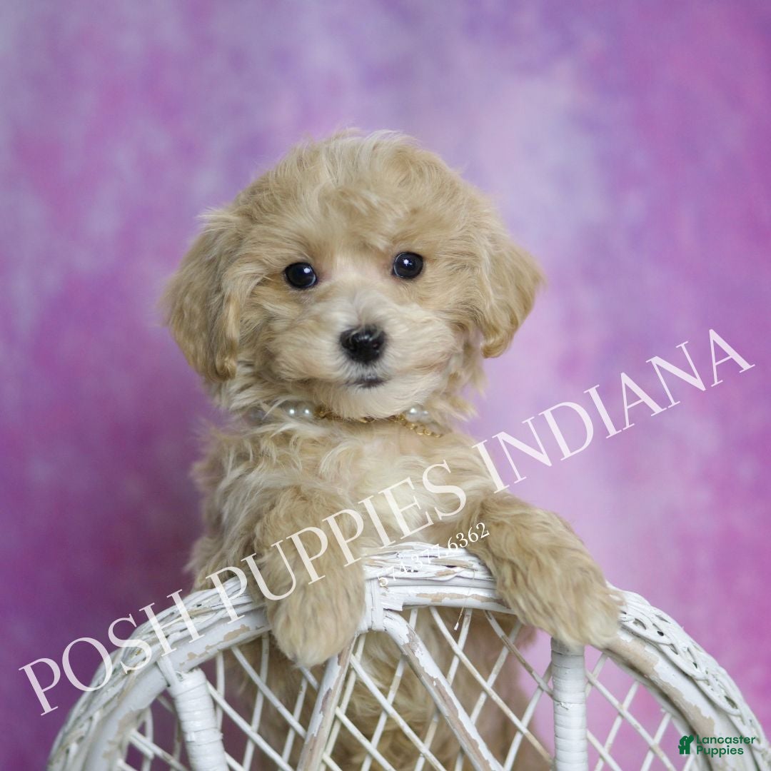 Maltipoo dogs for sale: Jeremy - Ad 1