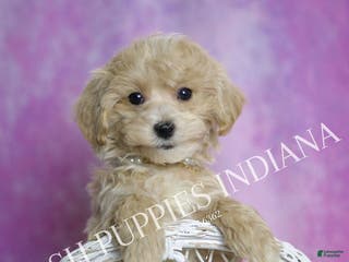 Maltipoo dogs Jeremy - Ad 28