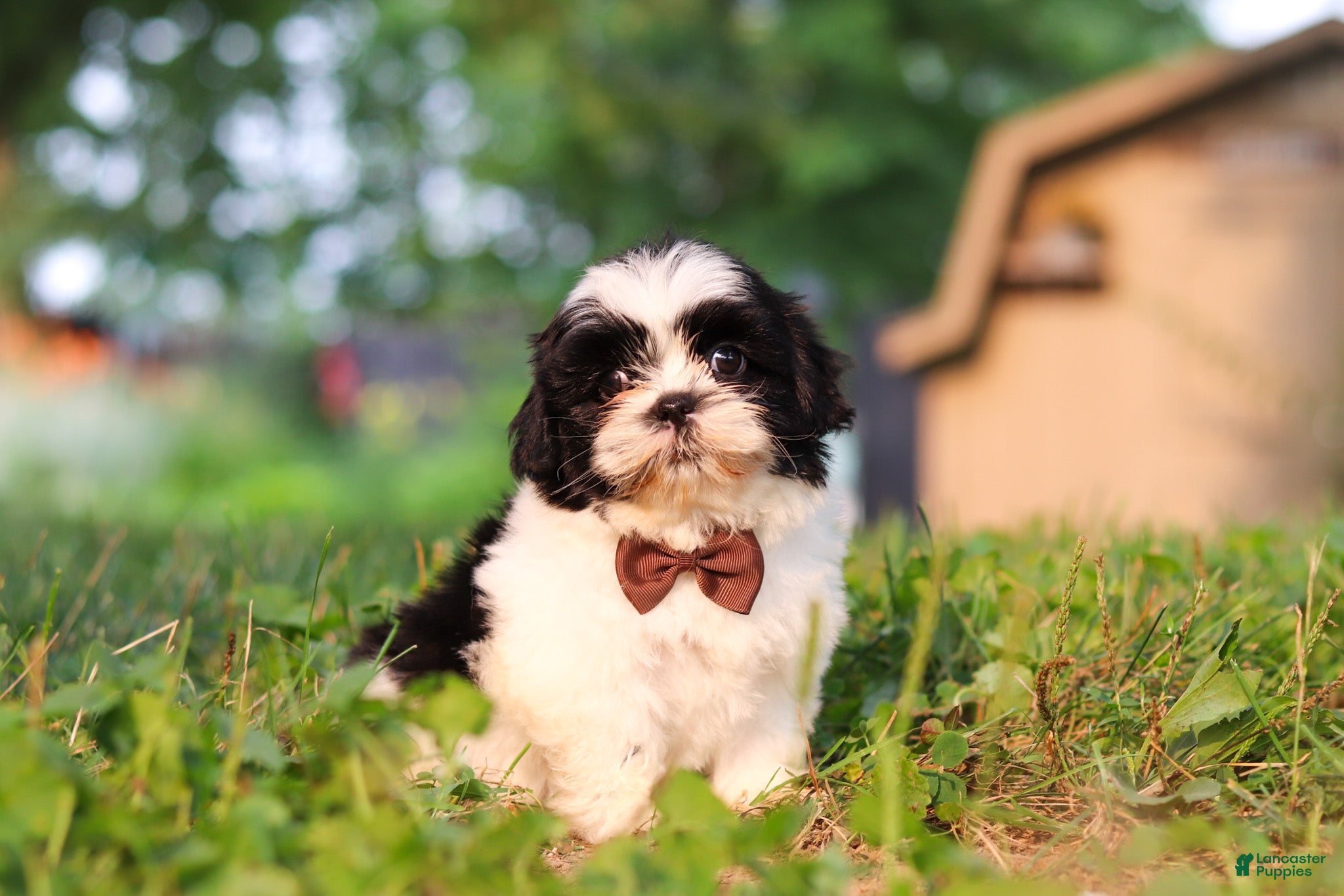 Shih Tzu dogs Maverick - Ad 2