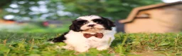 Shih Tzu dogs for sale: Maverick - Ad 2