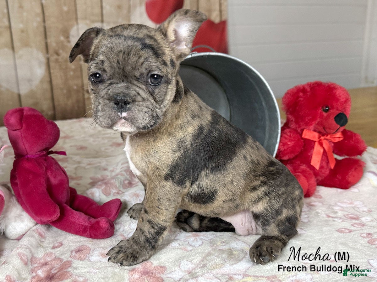 Mixed Breed dogs Mocha - Ad 1