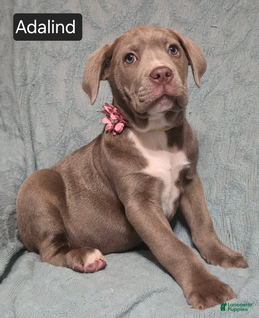 Cane Corso dogs for sale: Adalind - Ad 7