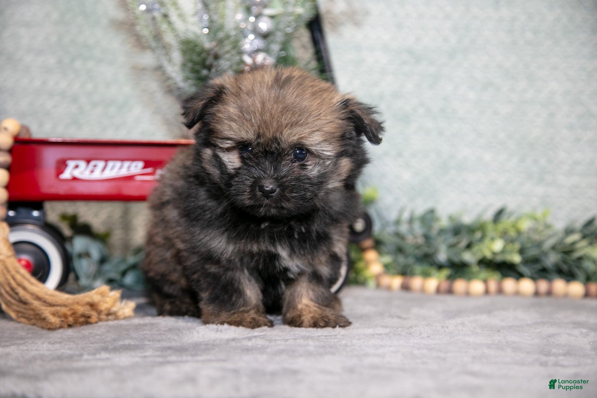 Mixed Breed dogs Gail - Ad 37