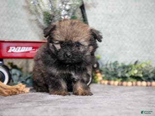 Mixed Breed dogs Gail - Ad 41