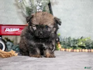 Mixed Breed dogs Gail - Ad 39