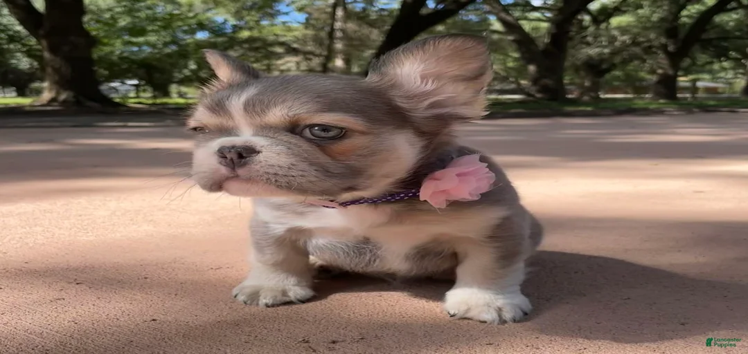 Gallery Image {{count}}