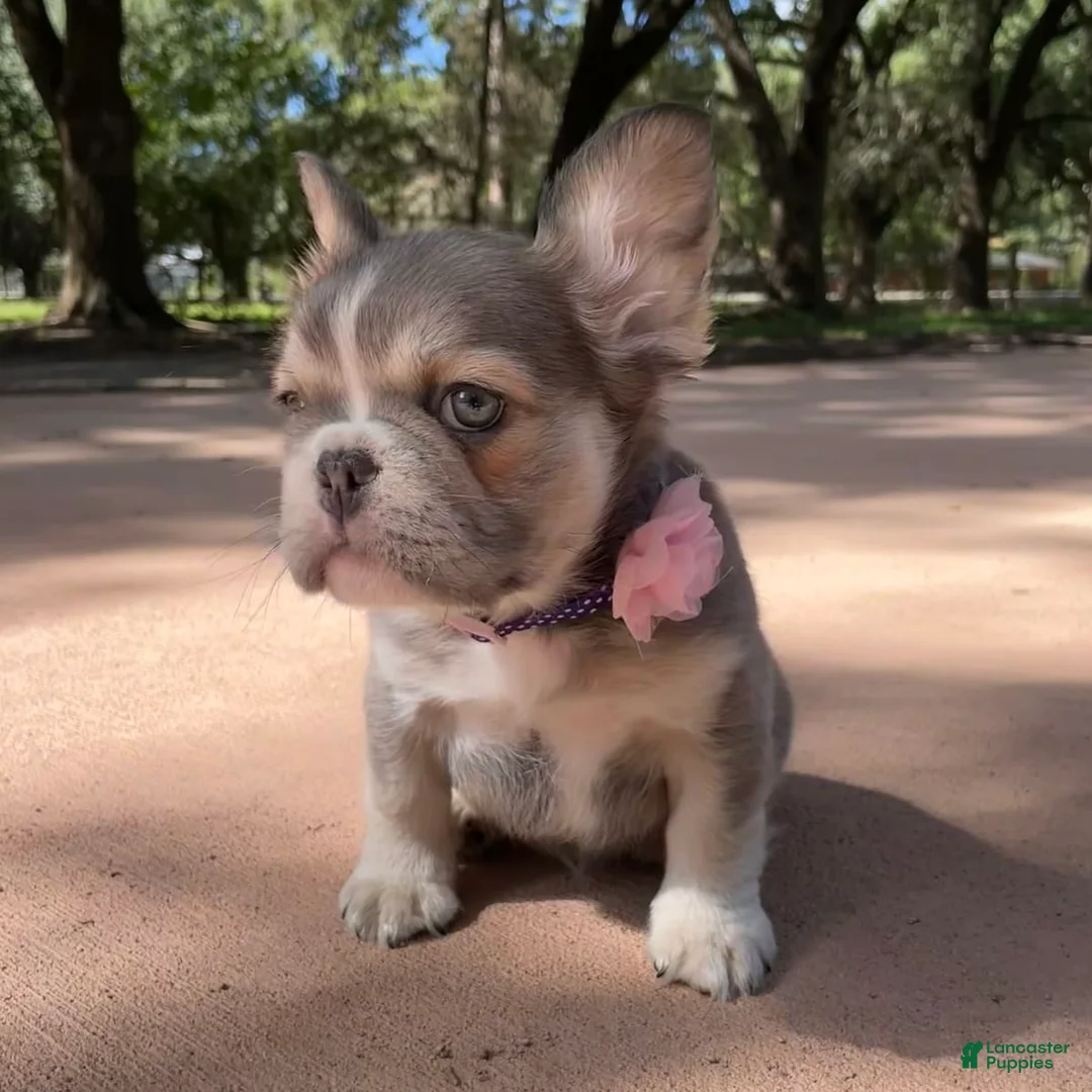 Gallery Image {{count}}