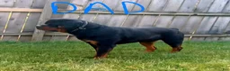Rottweiler dogs for sale: Rambo  - Ad 8