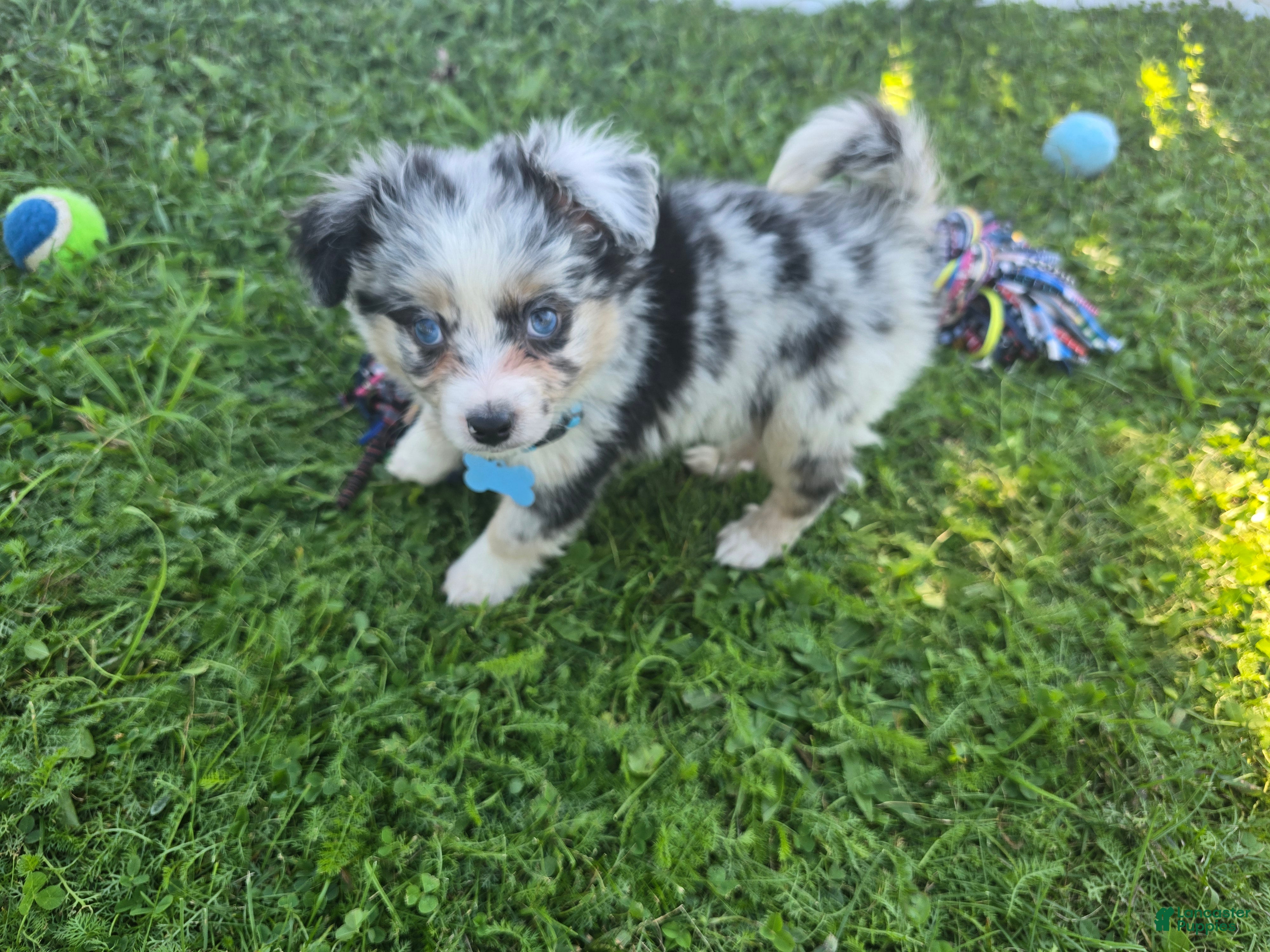Toy Australian Shepherd dogs Boy 3 - Ad 2