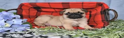 Pug dogs for sale: Courtney - Ad 4
