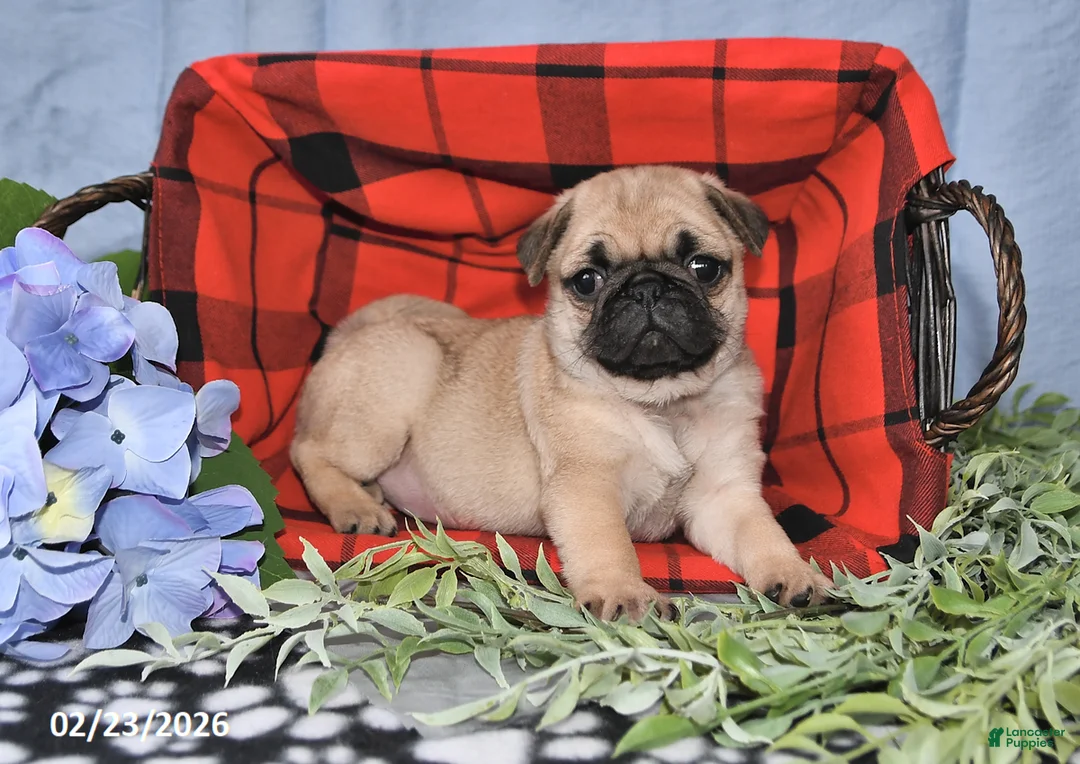 Pug dogs for sale: Courtney - Ad 4
