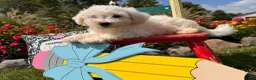Bichon Frise dogs for sale: Teddy  - Ad 6