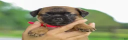 Jug dogs for sale: Zoey Jug Puppy - Ad 5