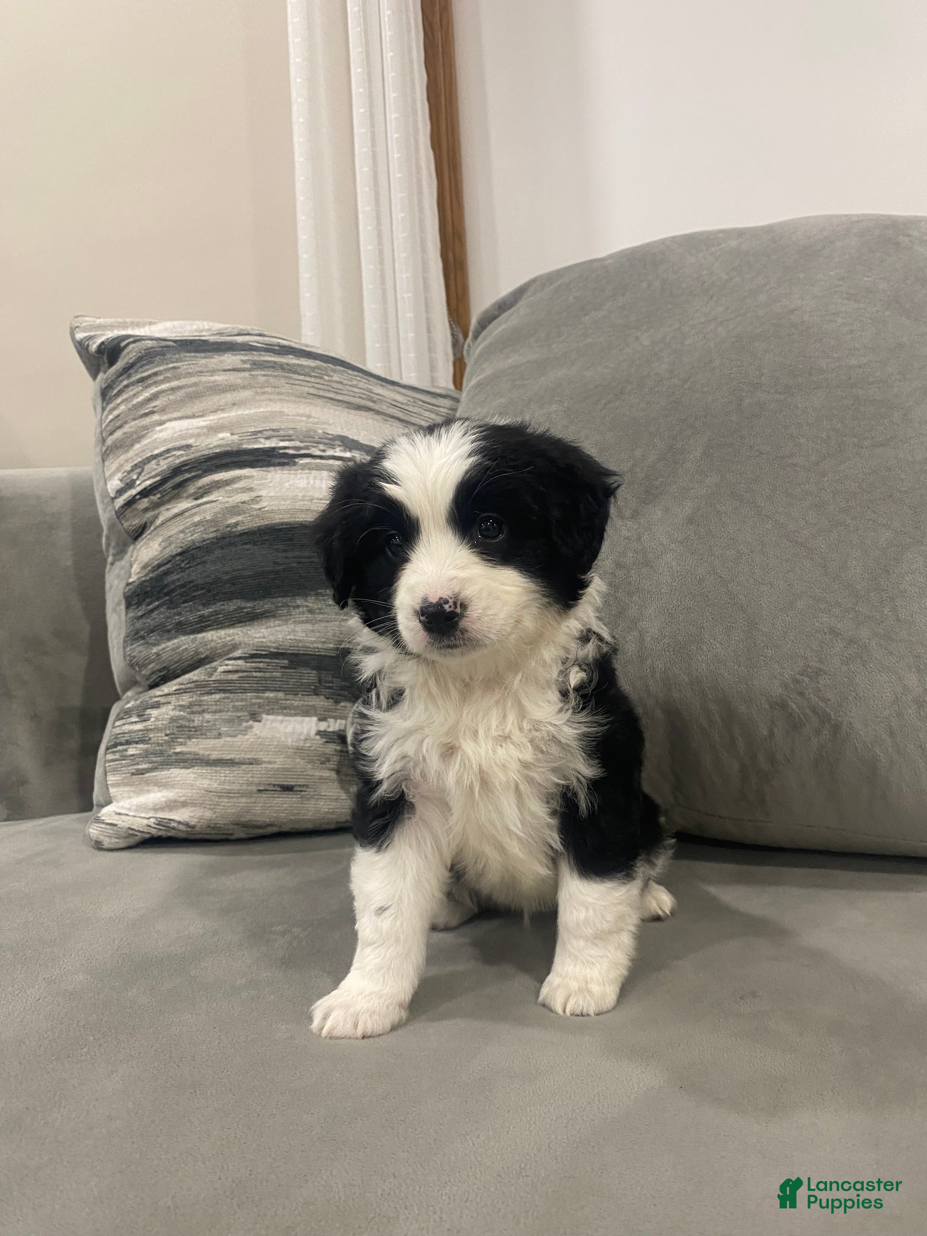 Mixed Breed dogs Oreo - Ad 1