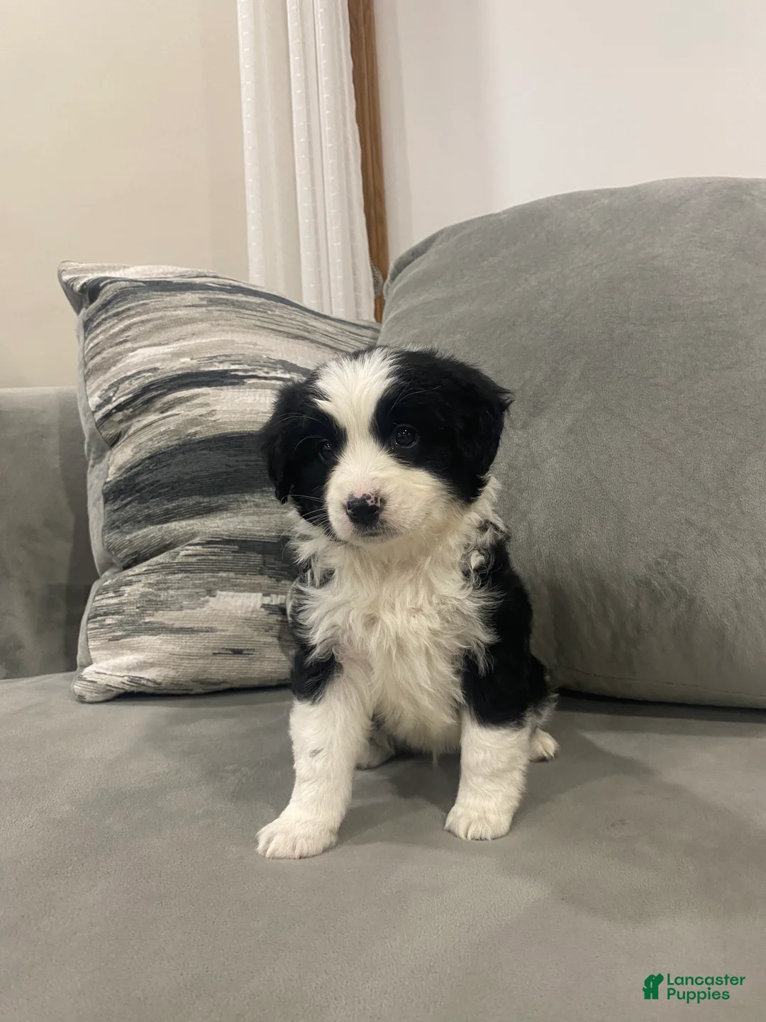 Mixed Breed dogs for sale: Oreo - Ad 1