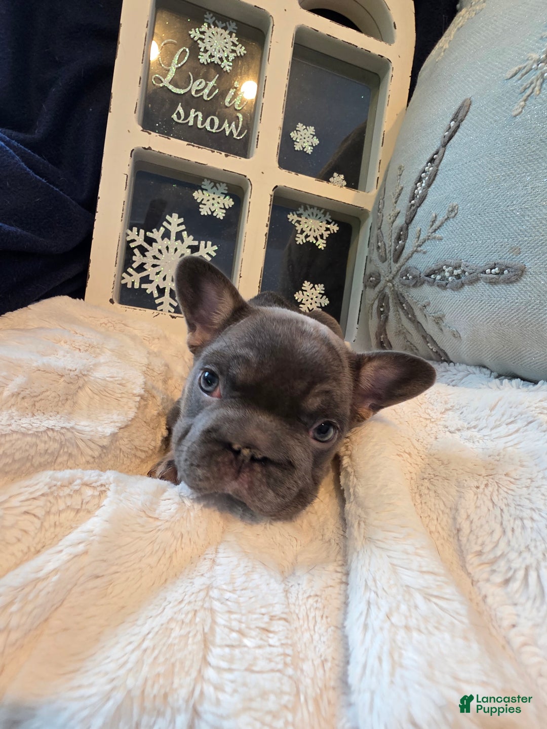 French Bulldog dogs for sale: ❄️ Iduna – Blue Big Rope French Bulldog, carries fluffy - Ad 3
