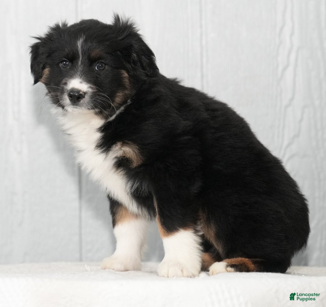 Australian Shepherd dogs for sale: Callie - Ad 4