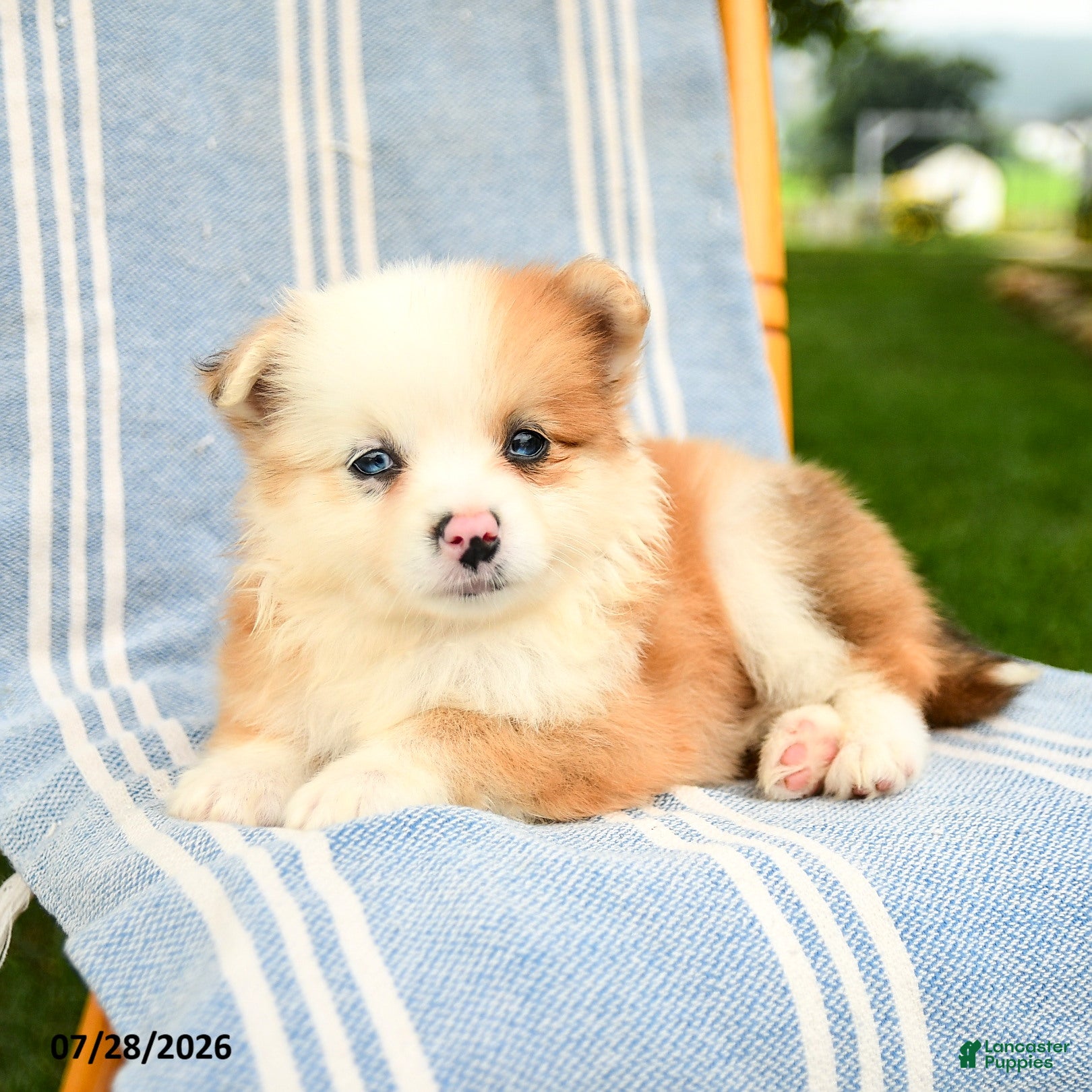 Pomeranian dogs Malia - Ad 2