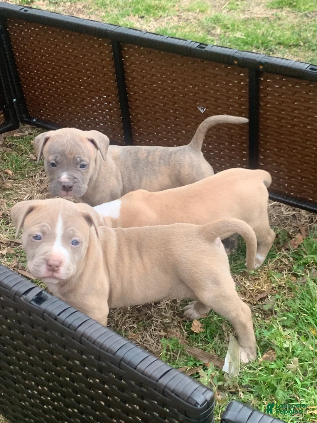 American Pit Bull Terrier dogs for sale: American Pit Bull Terrier Puppy 2 - Ad 1