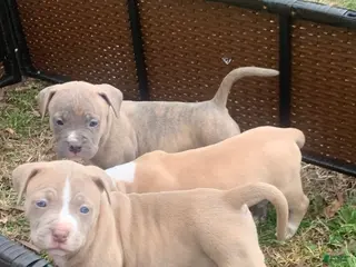 American Pit Bull Terrier dogs American Pit Bull Terrier Puppy 2 - Ad 7