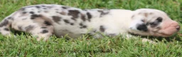 Great Dane dogs for sale: Great Dane 2 - Ad 4