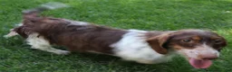 Miniature Dachshund dogs for sale: Snoopy - Ad 5