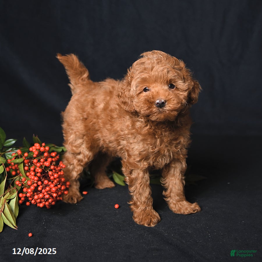 Whoodle dogs Friendly - Ad 18