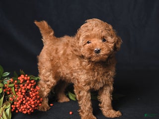 Whoodle dogs Friendly - Ad 9