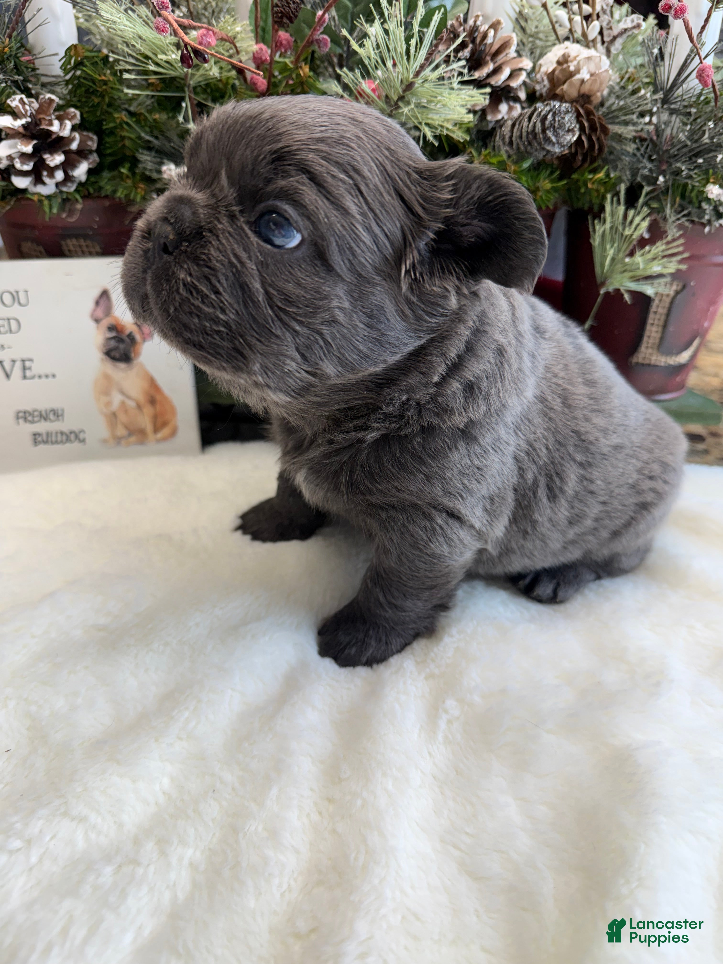 French Bulldog dogs French Bulldog Puppy 1 - Ad 1
