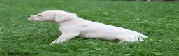Boxer dogs for sale: Quinton - Ad 3