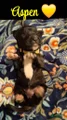 Aspen, Brindle English Mastiff Puppy