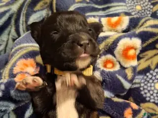 English Mastiff dogs Aspen, Brindle English Mastiff Puppy - Ad 41