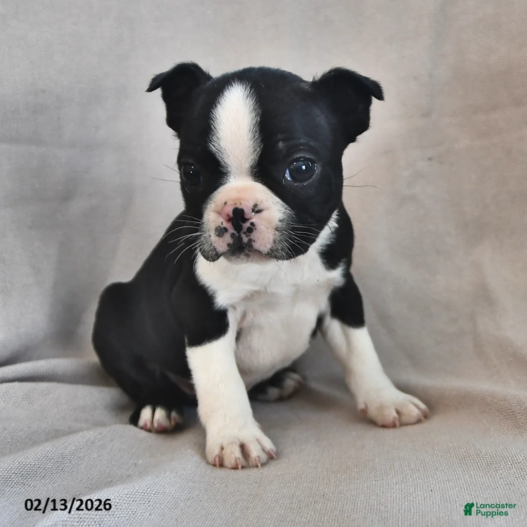 Boston Terrier dogs for sale: Peanut  - Ad 1