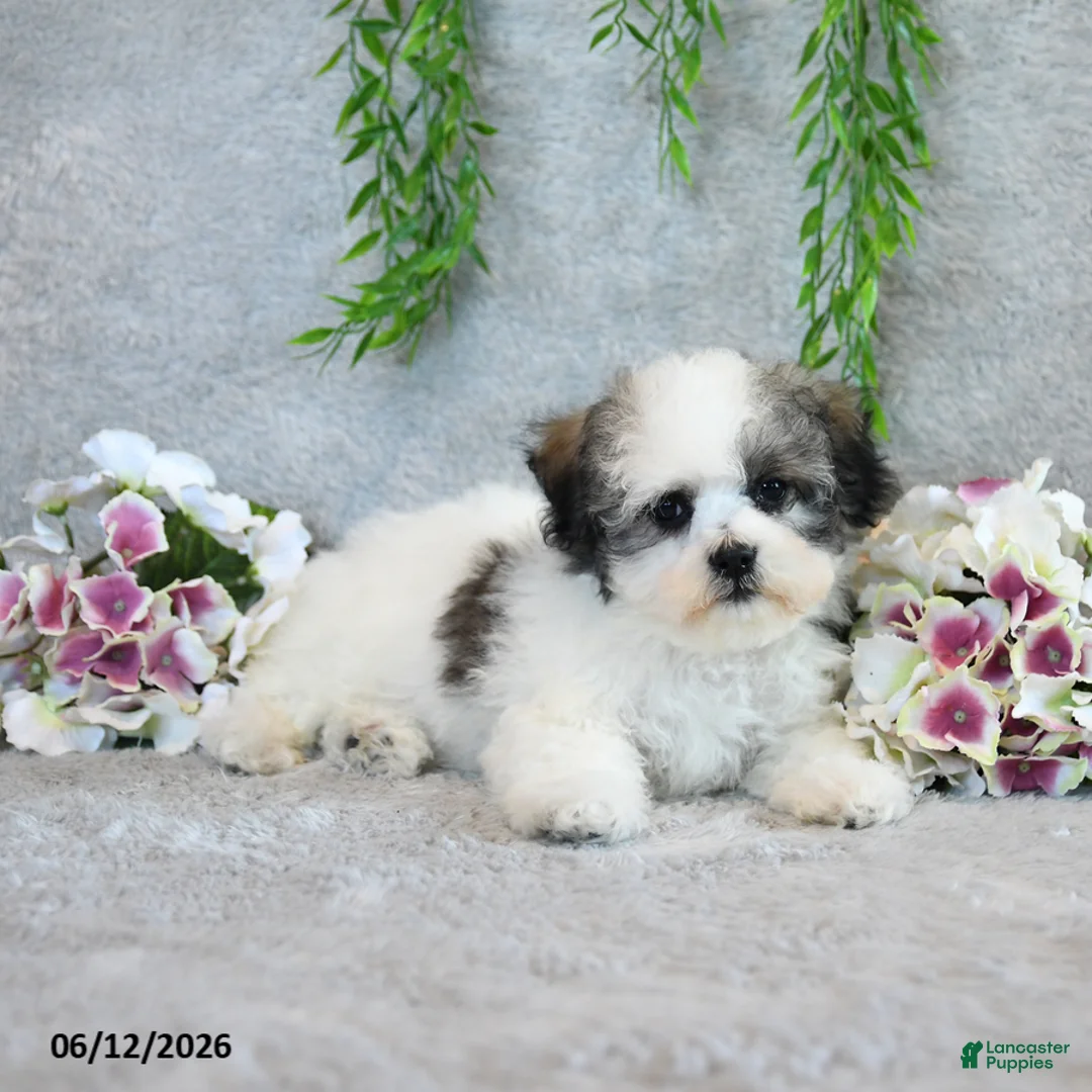 Teddy Bear dogs for sale: Lee - Ad 5